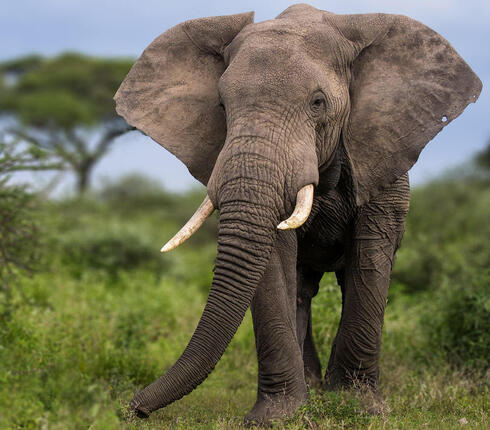 Elephant